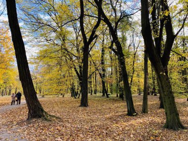 Ağaçlarda güzel yıldırım düşme zamanı