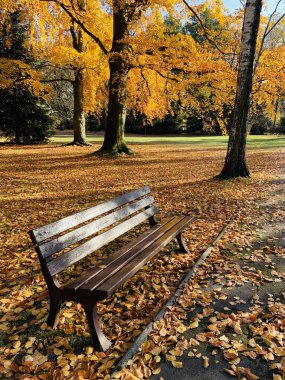 Ağaçlarda güzel yıldırım düşme zamanı