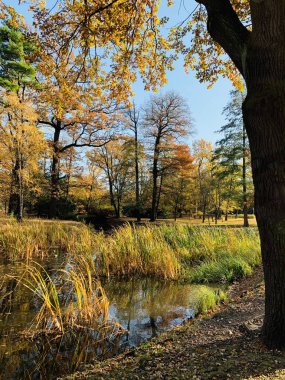 Ağaçlarda güzel yıldırım düşme zamanı