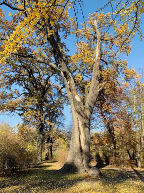 Ağaçlarda güzel yıldırım düşme zamanı