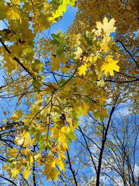 Ağaçlarda güzel yıldırım düşme zamanı