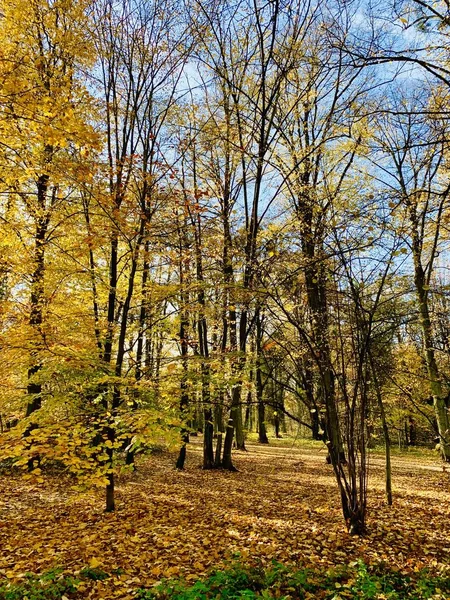 Bellissimo Fulmine Sugli Alberi Autunno — Foto Stock