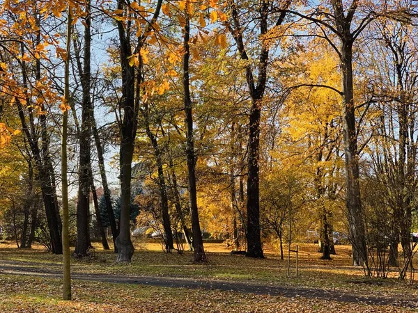 Bellissimo Fulmine Sugli Alberi Autunno — Foto Stock