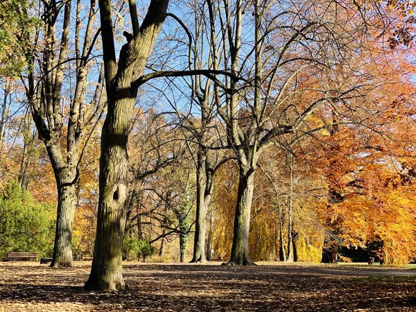 Beautiful Lightning Trees Fall Time — Stock Photo, Image