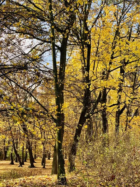 Hermoso Rayo Los Árboles Tiempo Otoño —  Fotos de Stock