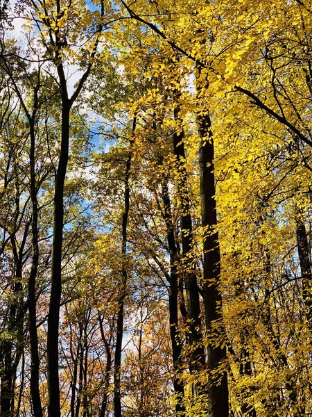 Schöne Blitze Bäumen Der Herbstzeit — Stockfoto