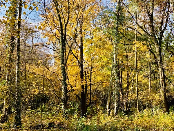 Schöne Blitze Bäumen Der Herbstzeit — Stockfoto