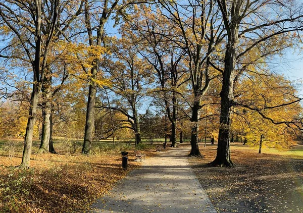 Bellissimo Fulmine Sugli Alberi Autunno — Foto Stock