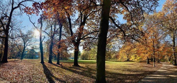 Mooie Bliksem Bomen Vallen Tijd — Stockfoto