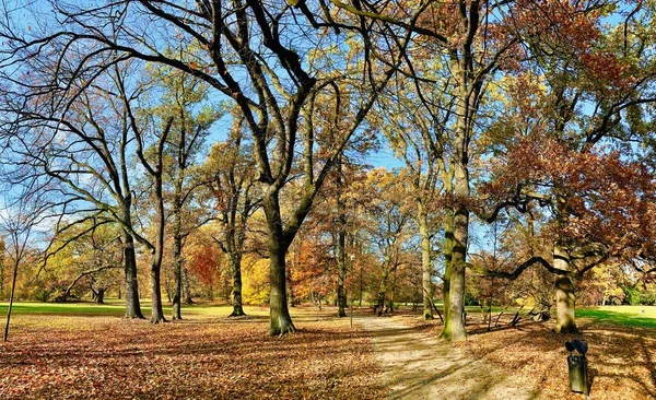 Beautiful Lightning Trees Fall Time — Stock Photo, Image