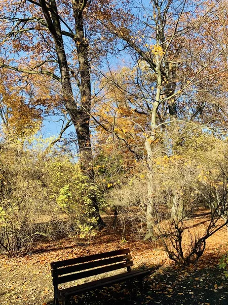 Bellissimo Fulmine Sugli Alberi Autunno — Foto Stock