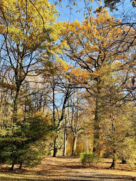 Indah Petir Pohon Pohon Waktu Musim Gugur — Stok Foto