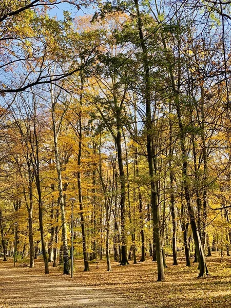 Schöne Blitze Bäumen Der Herbstzeit — Stockfoto