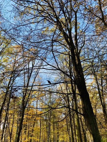 Belle Foudre Dans Les Arbres Automne — Photo