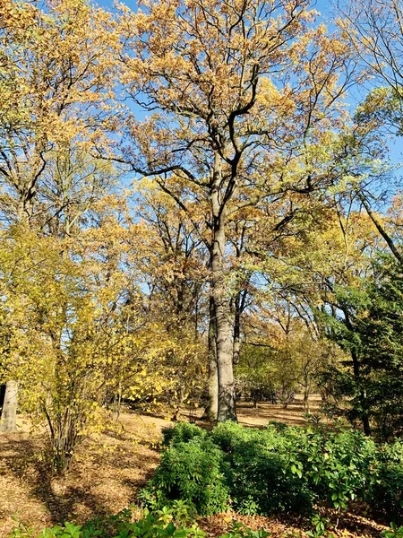 Hermoso Rayo Los Árboles Tiempo Otoño — Foto de Stock