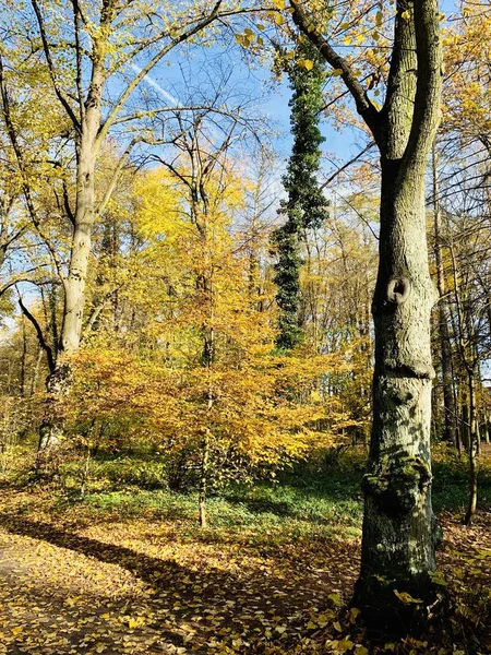 Beautiful Lightning Trees Fall Time — Stock Photo, Image