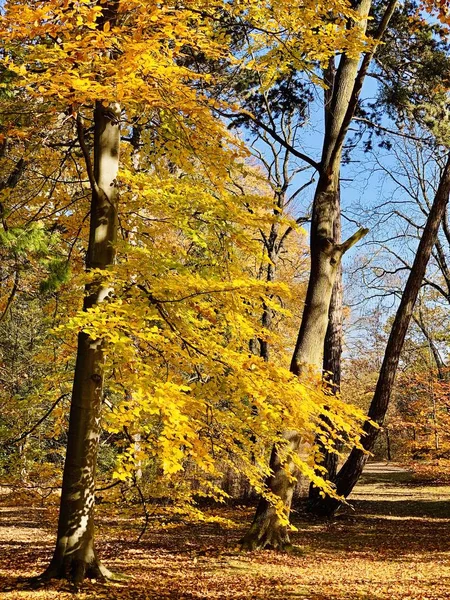 Hermoso Rayo Los Árboles Tiempo Otoño — Foto de Stock