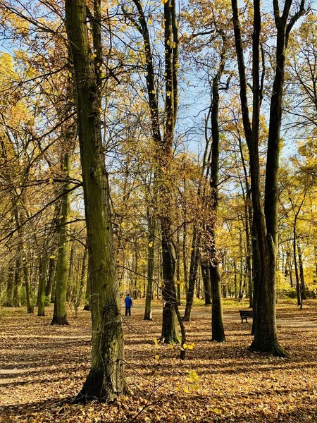 Belle Foudre Dans Les Arbres Automne — Photo