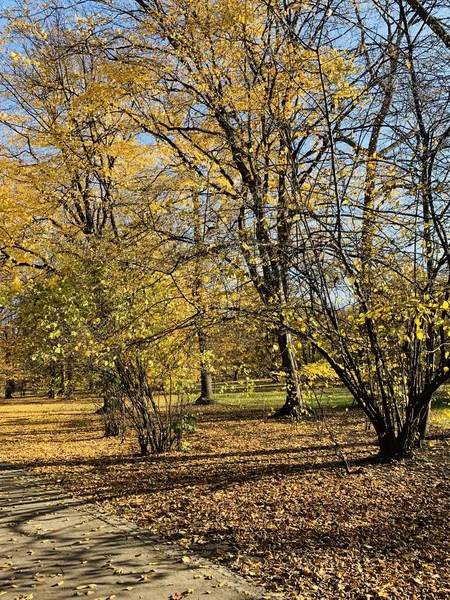 Bellissimo Fulmine Sugli Alberi Autunno — Foto Stock