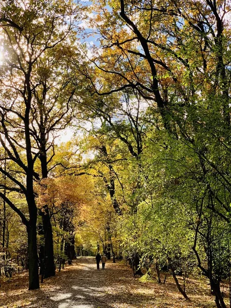 Hermoso Rayo Los Árboles Tiempo Otoño — Foto de Stock