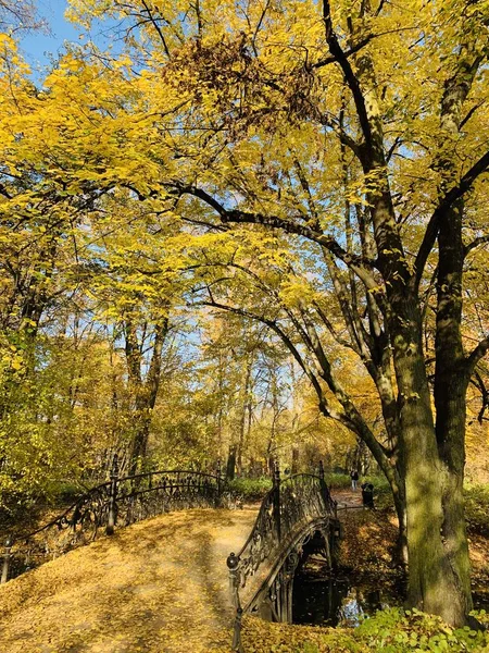 Hermoso Rayo Los Árboles Tiempo Otoño —  Fotos de Stock