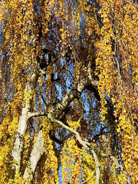 Hermoso Rayo Los Árboles Tiempo Otoño —  Fotos de Stock