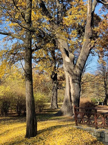 Bellissimo Fulmine Sugli Alberi Autunno — Foto Stock