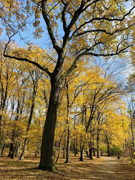 Hermoso Rayo Los Árboles Tiempo Otoño —  Fotos de Stock