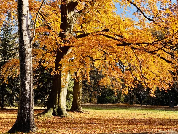 Hermoso Rayo Los Árboles Tiempo Otoño — Foto de Stock