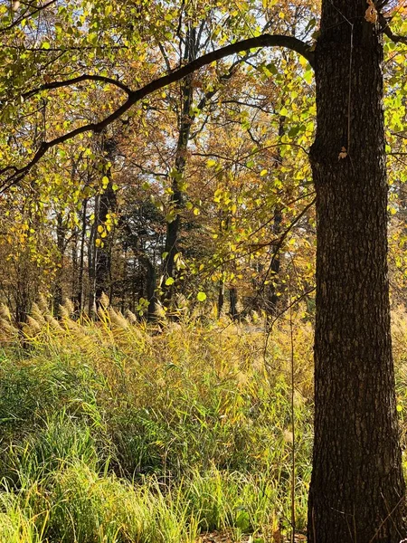 Hermoso Rayo Los Árboles Tiempo Otoño — Foto de Stock