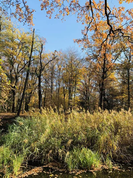 Hermoso Rayo Los Árboles Tiempo Otoño — Foto de Stock