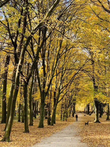 Bellissimo Fulmine Sugli Alberi Autunno — Foto Stock