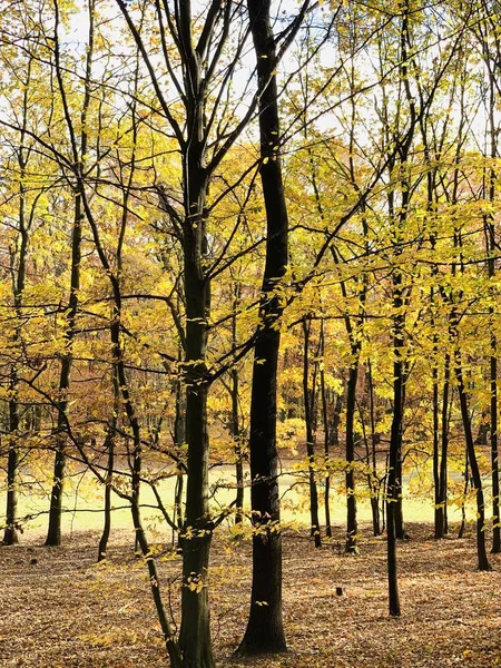 Hermoso Rayo Los Árboles Tiempo Otoño —  Fotos de Stock