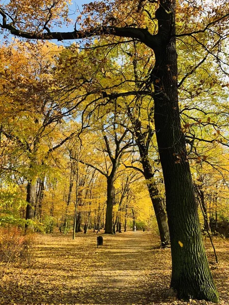 Bellissimo Fulmine Sugli Alberi Autunno — Foto Stock