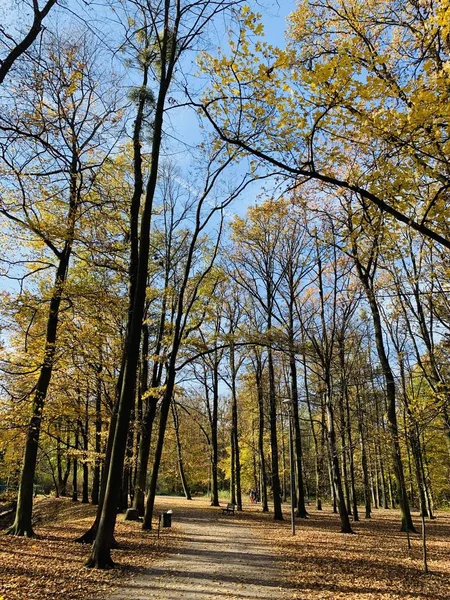 Hermoso Rayo Los Árboles Tiempo Otoño —  Fotos de Stock