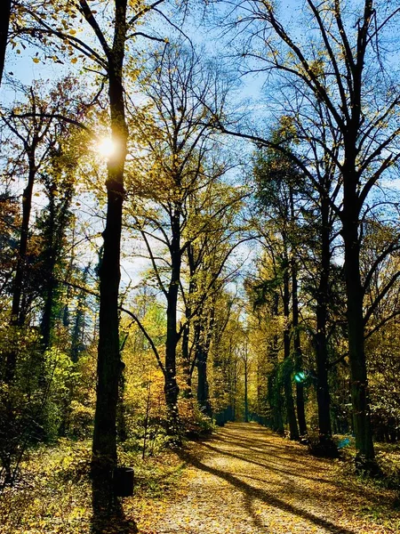 Красива Блискавка Деревах Восени — стокове фото
