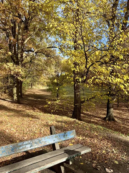 Bellissimo Fulmine Sugli Alberi Autunno — Foto Stock