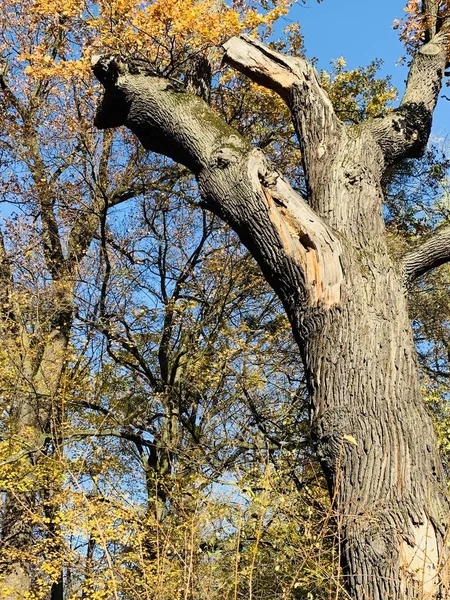 Mooie Bliksem Bomen Vallen Tijd — Stockfoto