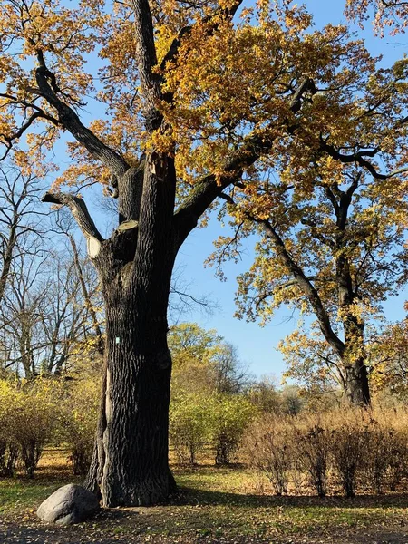 Hermoso Rayo Los Árboles Tiempo Otoño — Foto de Stock