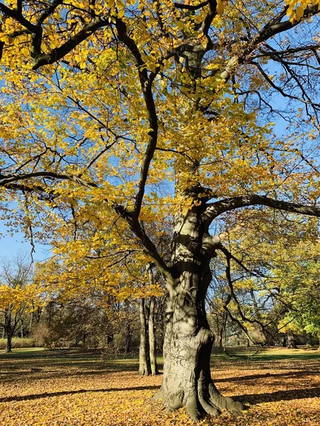 Bellissimo Fulmine Sugli Alberi Autunno — Foto Stock