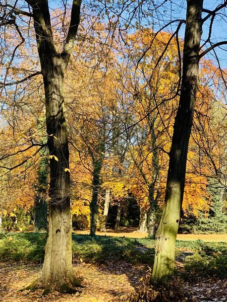 Beautiful Lightning Trees Fall Time — Stock Photo, Image