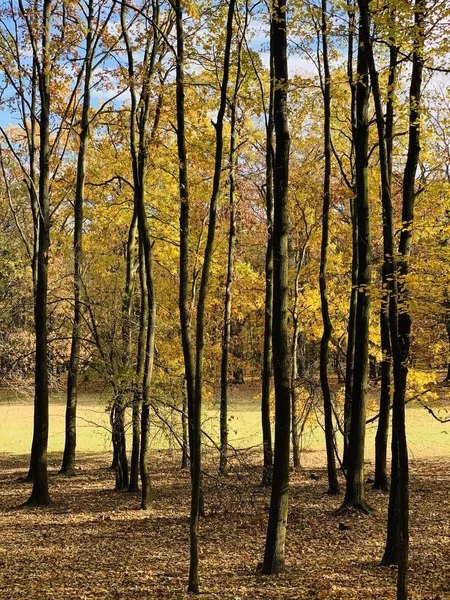 Belle Foudre Dans Les Arbres Automne — Photo