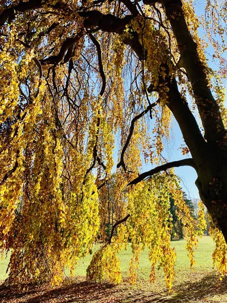 Красивая Молния Деревьях Осеннее Время — стоковое фото