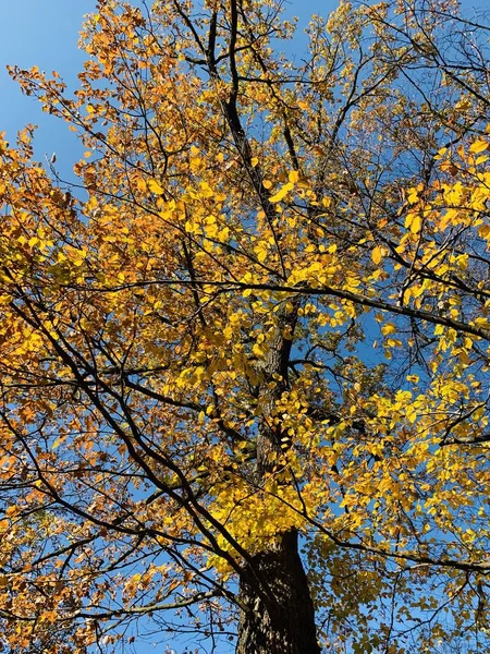 Schöne Blitze Bäumen Der Herbstzeit — Stockfoto