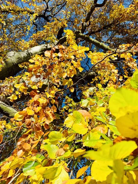 Schöne Blitze Bäumen Der Herbstzeit — Stockfoto