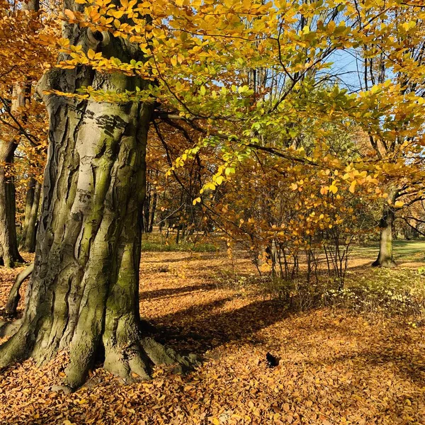 秋天树木中的美丽闪电 — 图库照片