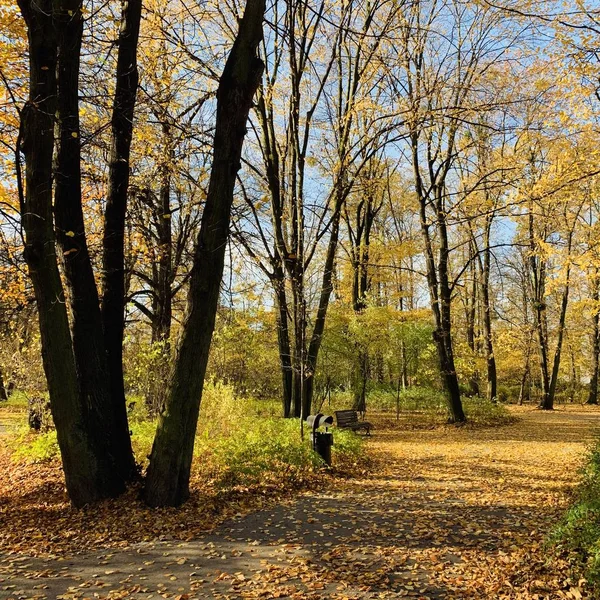 Hermoso Rayo Los Árboles Tiempo Otoño — Foto de Stock