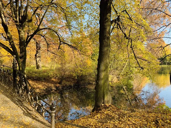 Beautiful Lightning Trees Fall Time — Stock Photo, Image