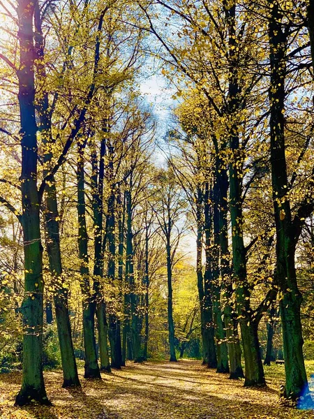 Bellissimo Fulmine Sugli Alberi Autunno — Foto Stock