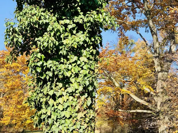 Hermoso Rayo Los Árboles Tiempo Otoño — Foto de Stock